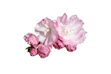 Beyaz arkaplanda izole edilmiş sakura çiçeği