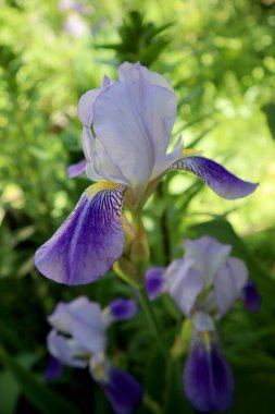 Bahçedeki iris çiçeği
