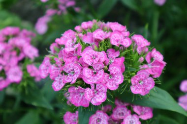 Bahçedeki Türk karanfili çiçeği