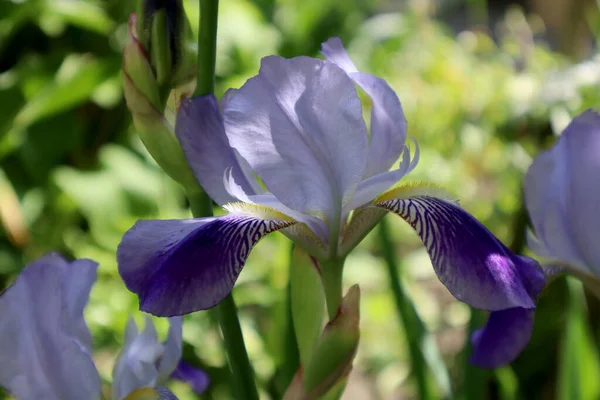 Iris Blomma Trädgården — Stockfoto