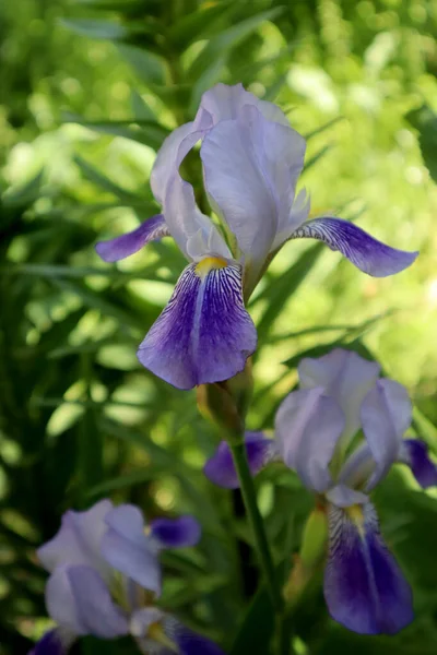 Bahçedeki Iris Çiçeği — Stok fotoğraf
