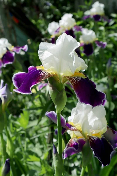 庭の菖蒲の花 — ストック写真