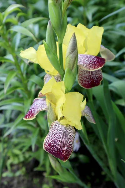 花园里的黄色虹膜花 — 图库照片