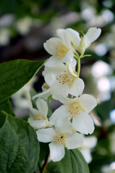 Fiori Gelsomino Giardino — Foto Stock