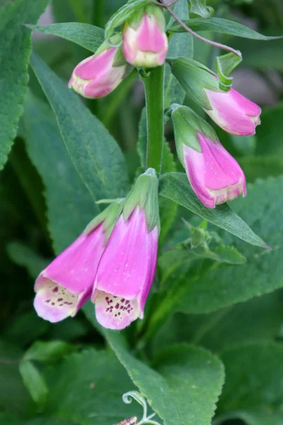 Růžová Digitalis Zahradě — Stock fotografie