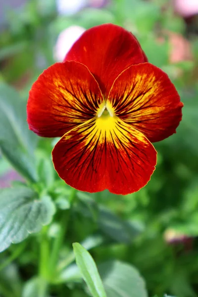 Bahçede Turuncu Nonoş Çiçeği — Stok fotoğraf