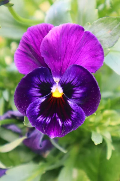Fioletowy Bratek Kwiat Ogrodzie — Zdjęcie stockowe