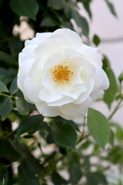 White Rose Flowers Garden — Stock Photo, Image