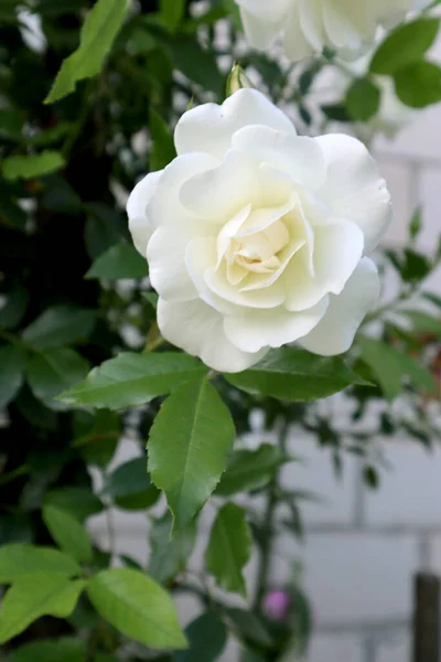 庭の白いバラの花 — ストック写真