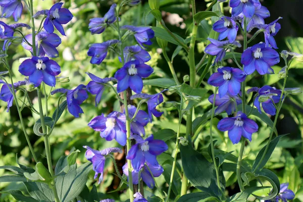 庭の青いデルフィニウムの花 — ストック写真