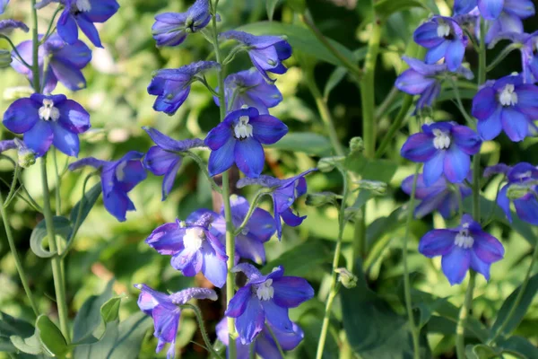 庭の青いデルフィニウムの花 — ストック写真