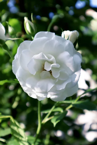 White Rose Flowers Garden — Stock Photo, Image