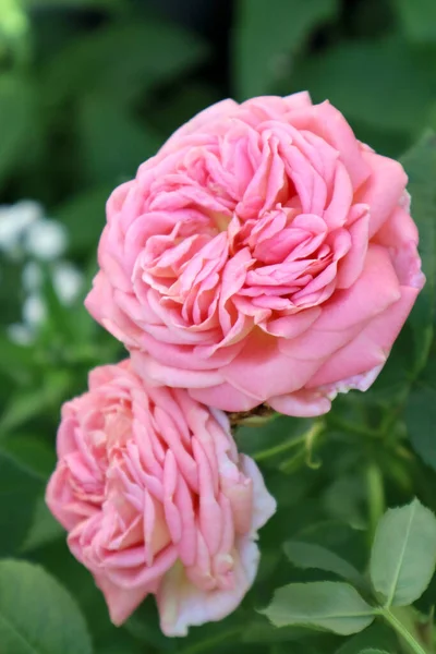 Pink Rose Flowers Garden — Stock Photo, Image