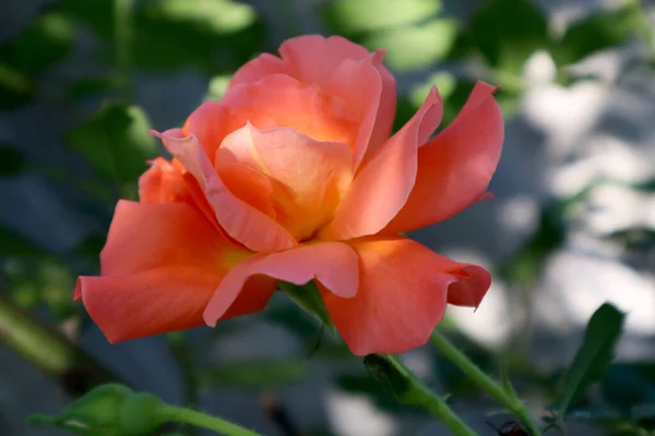 Pomarańczowy Kwiat Róży Ogrodzie — Zdjęcie stockowe