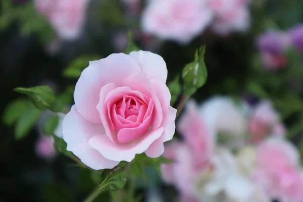 Pink Rose Flowers Garden — Stock Photo, Image