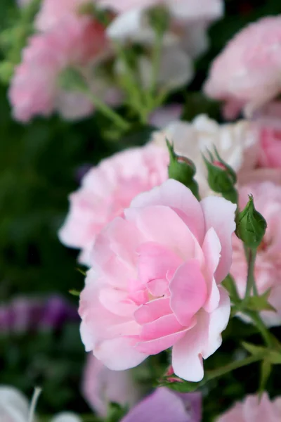 庭にピンクのバラの花 — ストック写真