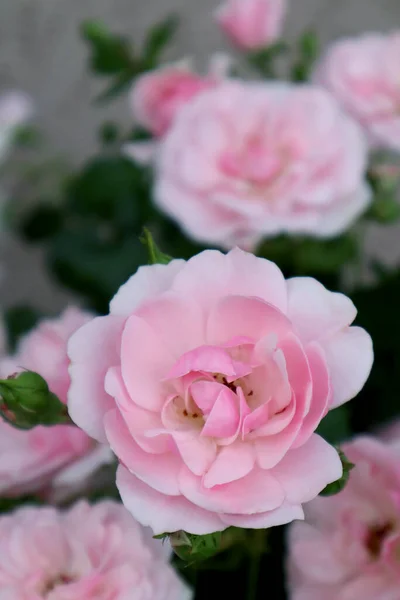 Pink Rose Flowers Garden — Stock Photo, Image