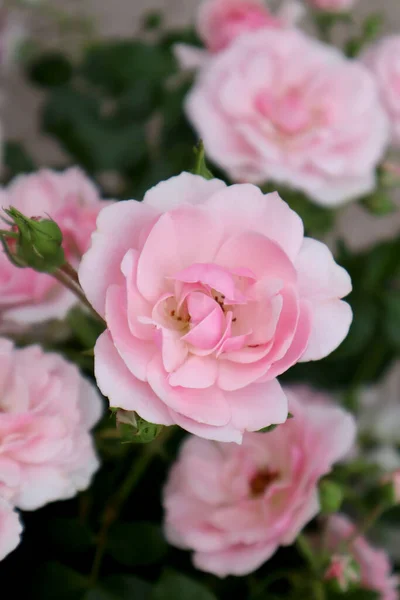 Różowe Kwiaty Róż Ogrodzie — Zdjęcie stockowe