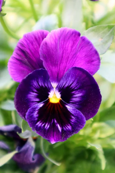 Purple Pansy Flower Garden Royalty Free Stock Images