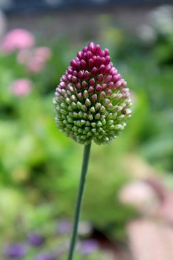 Bahçede dekoratif sarımsak. Doğal arkaplan.