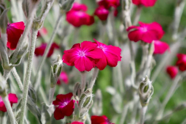 Flores Clavel Jardín Fondo Natural — Foto de Stock