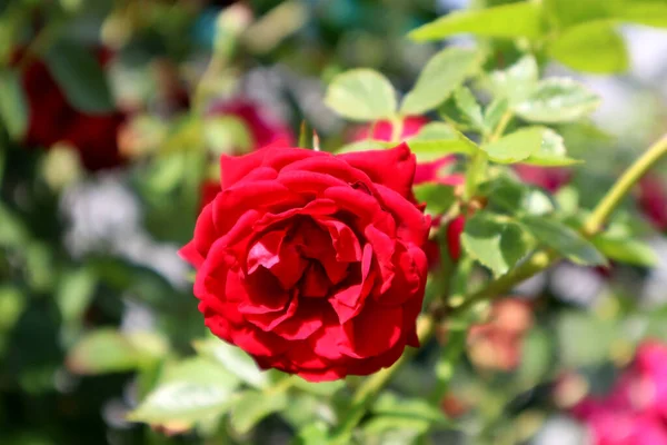 Mawar Merah Bunga Taman — Stok Foto