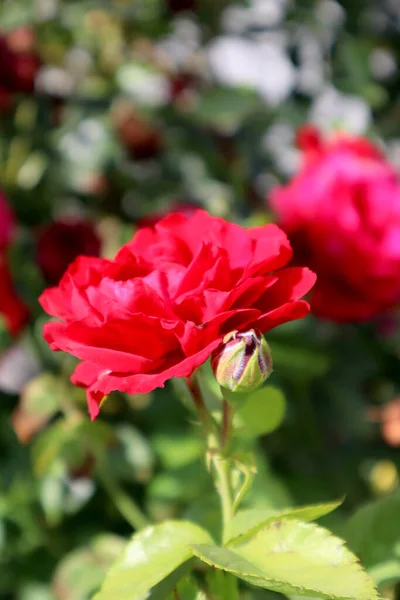庭の赤いバラの花 — ストック写真