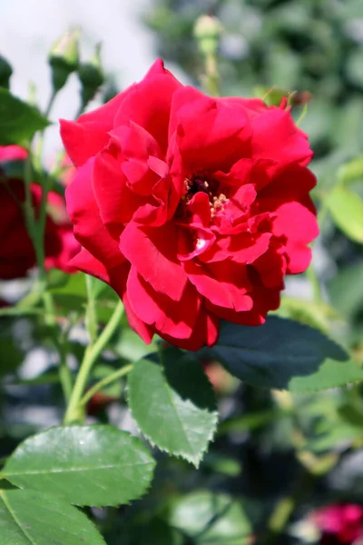 庭の赤いバラの花 — ストック写真
