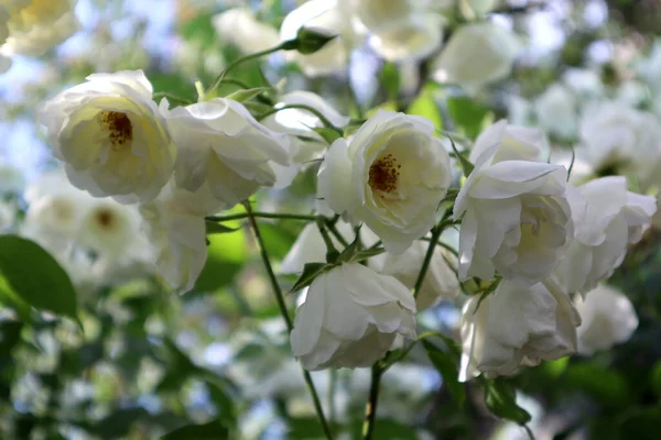 White Rose Bush Garden — Stock Photo, Image