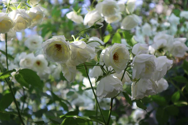 White Rose Bush Garden — Stock Photo, Image