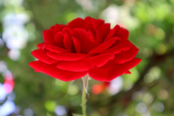 Red Rose Flowers Garden — Stock Photo, Image