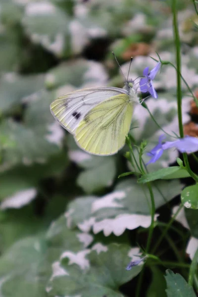 Chou Papillon Dans Nature — Photo