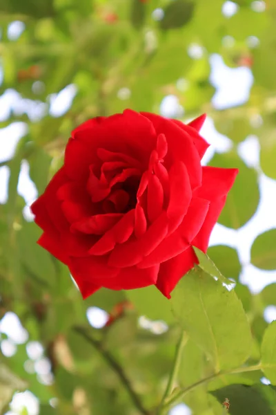 Mawar Merah Bunga Taman — Stok Foto