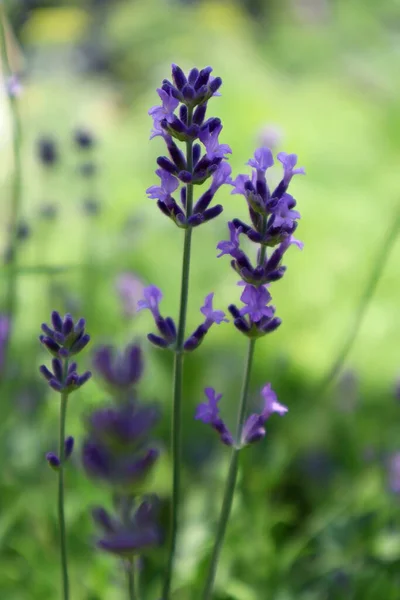 Fiori Lavanda Nel Prato Sfondo Naturale — Foto Stock