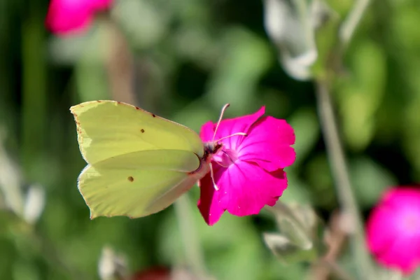 Gonepteryx Rhamni Butterfly Sits Carnation Flower — Stock Photo, Image