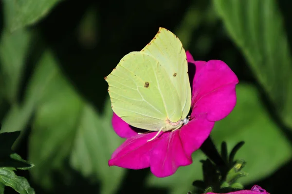 Lemongrass Butterfly Gonepterix Rhamni Butterfly Sits Petunia Flower — Stock Photo, Image