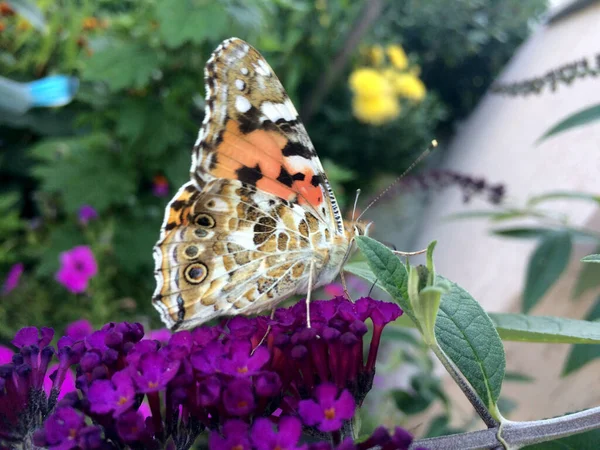 Vanessa Cardui Butterfly Sits Buddleja Davidii Flower — Stock Photo, Image