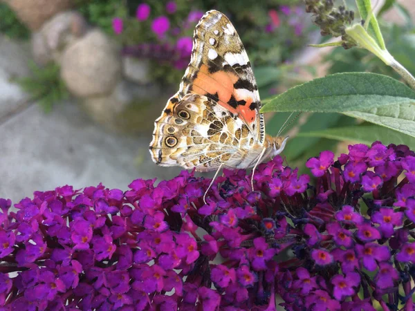 Vanessa Cardui Motyl Siedzi Buddleja Davidii Kwiat — Zdjęcie stockowe