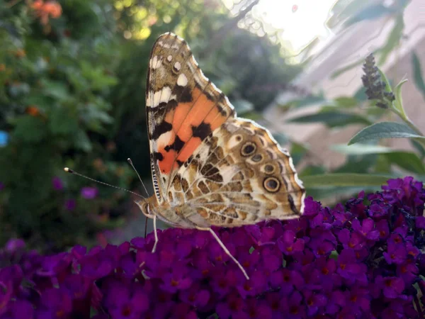 Бабочка Ванесса Кардуи Сидит Цветке Будды Давида — стоковое фото