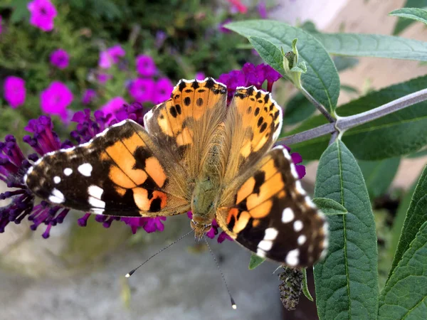 Vanessa Cardui Butterfly Sits Buddleja Davidii Flower — Stock Photo, Image
