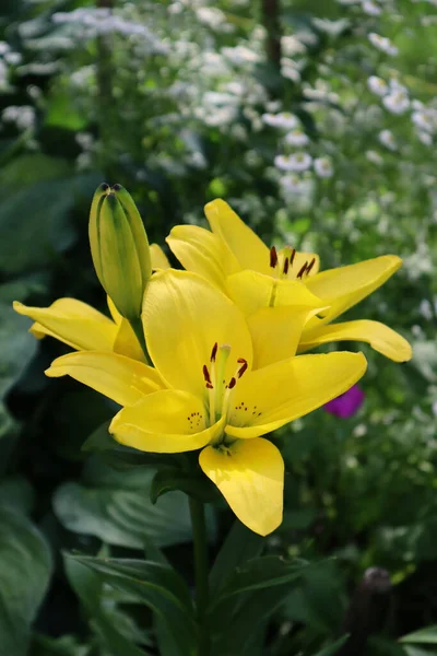 Sárga Liliom Virágok Kertben — Stock Fotó