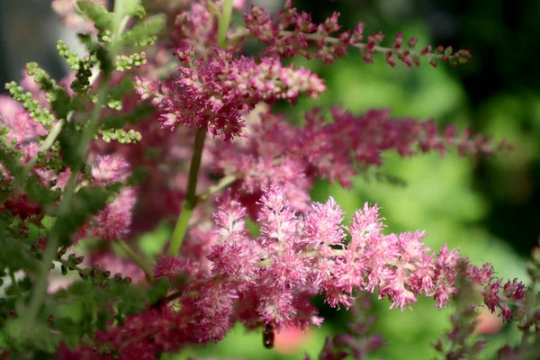 Astilba Flower Garden — Stock Photo, Image