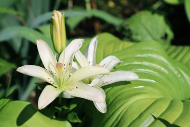 Bahçede açan iki beyaz zambak