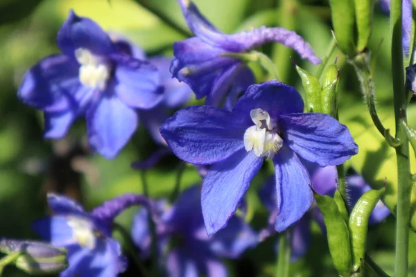 庭の青いデルフィニウムの花 — ストック写真