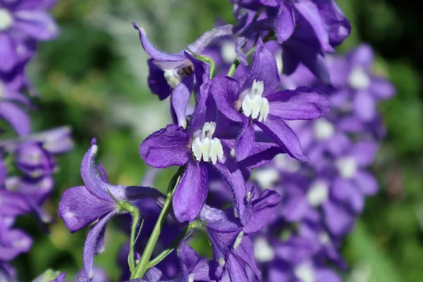 庭の青いデルフィニウムの花 — ストック写真