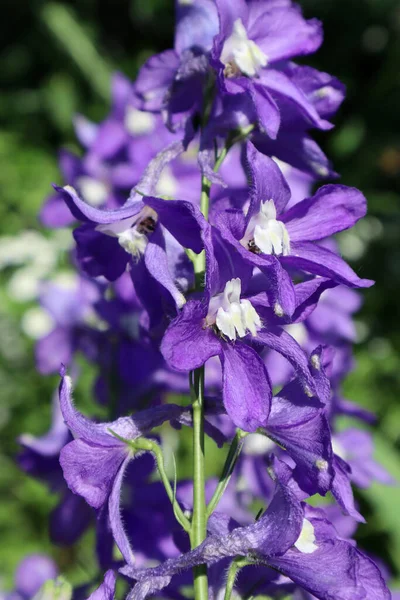 庭の青いデルフィニウムの花 — ストック写真