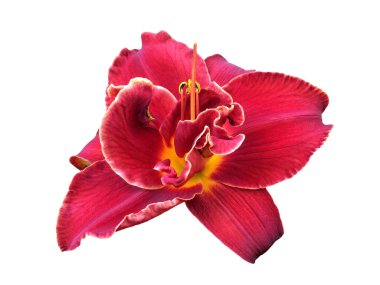 Beyaz arkaplanda izole edilmiş kırmızı günlük çiçek