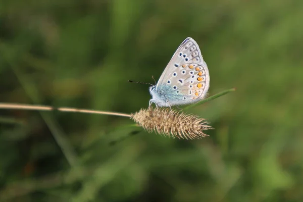 Tourbière Papillon Dans Prairie — Photo