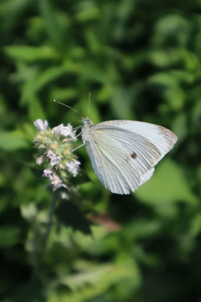 Butterfly Cabbage Meadow — Stock Photo, Image