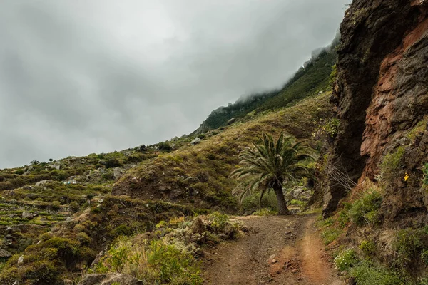 Palmiye ağacı Anaga kırsal Park yolundaki ortasında